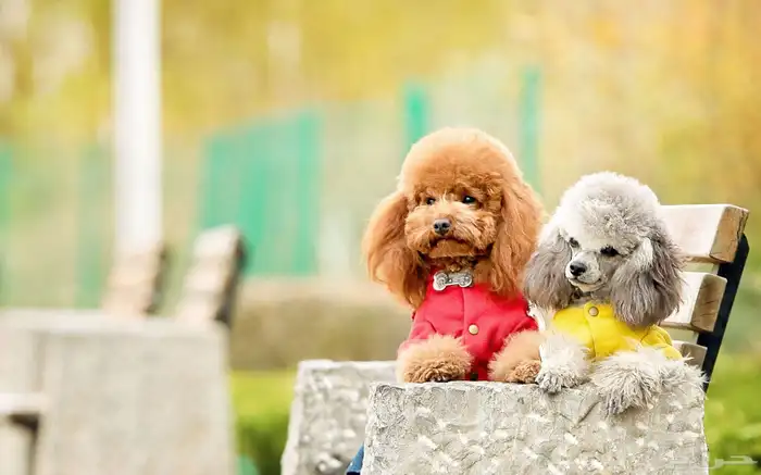 للبيع جراوي توي بودل toy poodle مستويات فاخرة اهالي مستورده 1