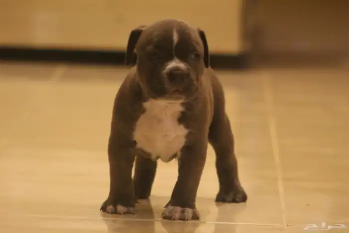 امريكان بولي 0