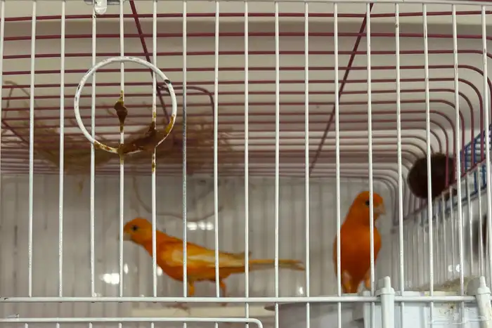 جوز كناري سوري 0