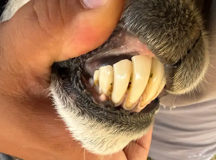 نعجه نجديه والد 5