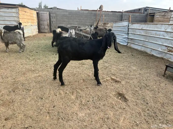 جفره عمرها 10 شهور 1