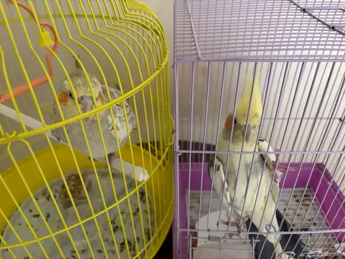 كروان للبيع 6