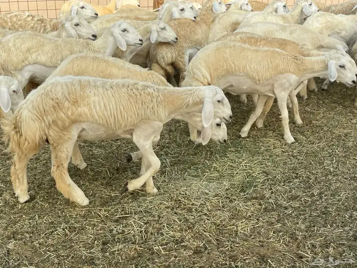 رخال فواخر. 17