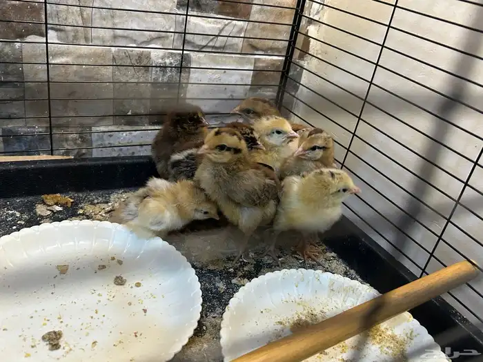 صيصان بلدي 0