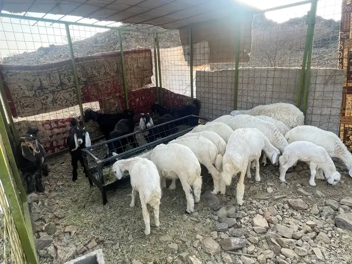 تيوس وطليان على السوم 1