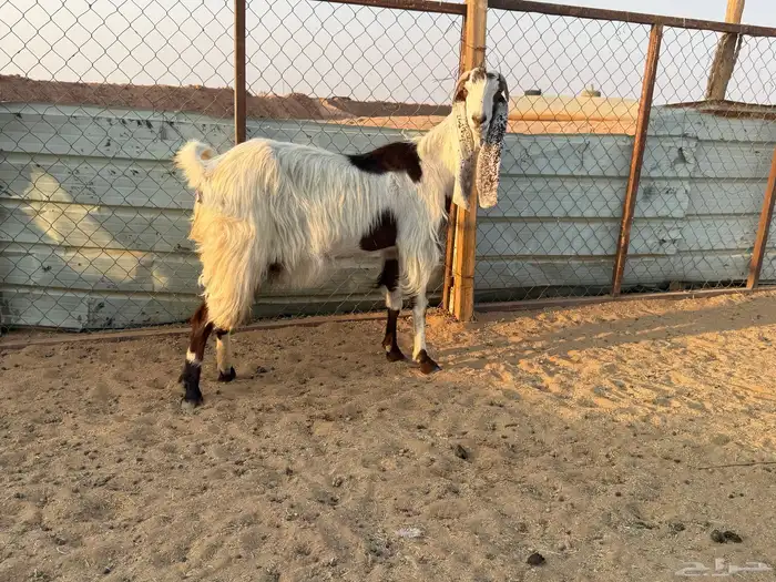البيع عنز مطورة دافع في الخرج 4