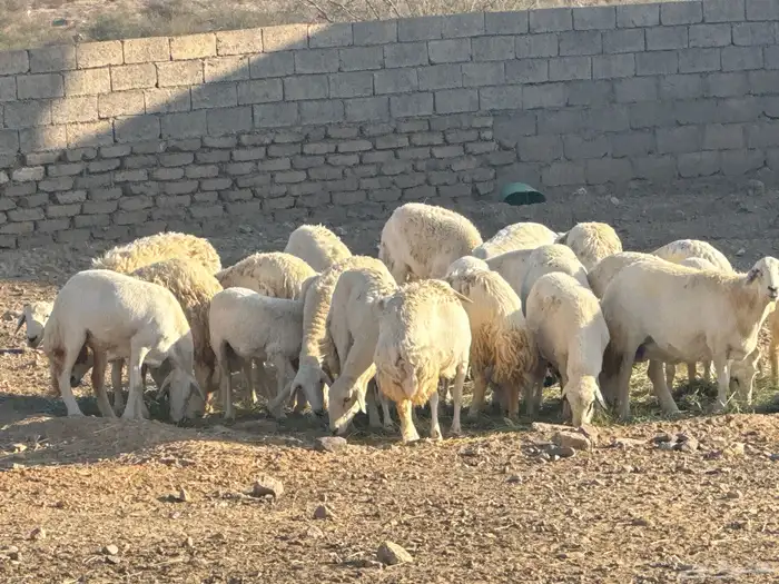 ضان حرش 23 بافحل ومعها 4 رخال 0