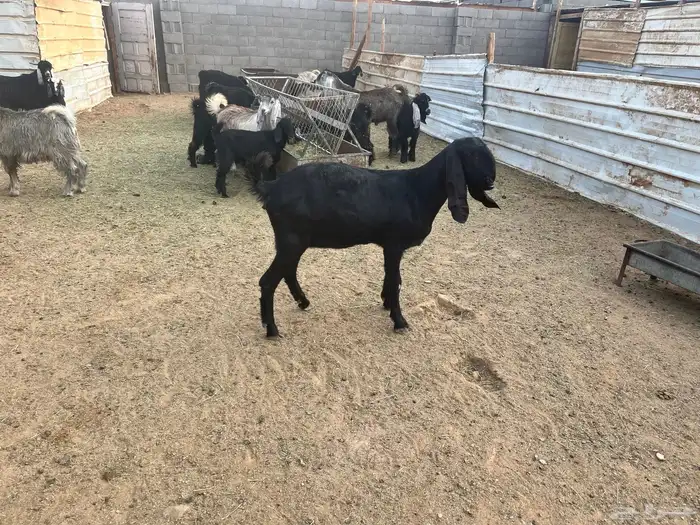 جفره عمرها 10 شهور 0