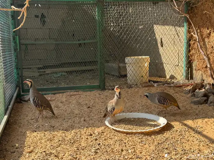 طير الحجل الجبلي 1