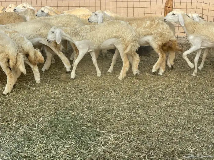 رخال فواخر. 0