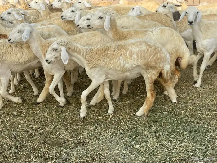 رخال فواخر. 1