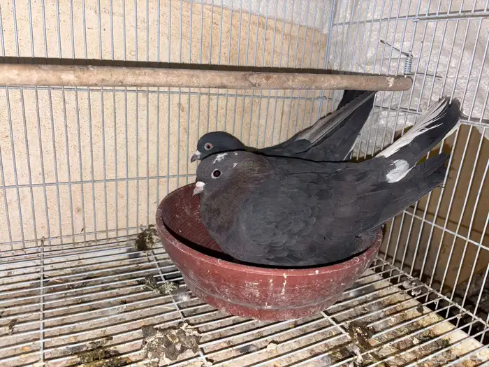 حمام قطيفي قلاب 0