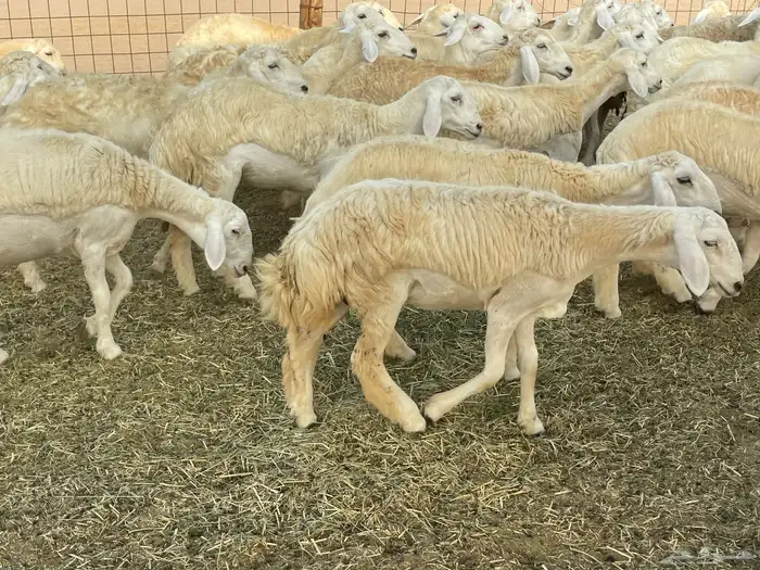 رخال فواخر. 16