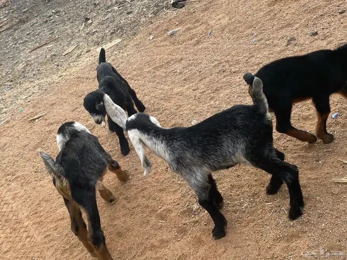 دواغير تيوس عوارض يرضعن من اي شاه 6