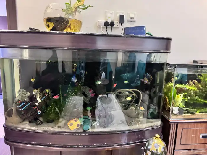 حوض سمك كبير جدا للبيع مع الاسماك ب 400 ريال 3