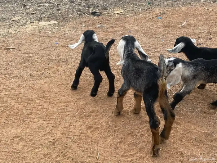 دواغير تيوس عوارض يرضعن من اي شاه 7