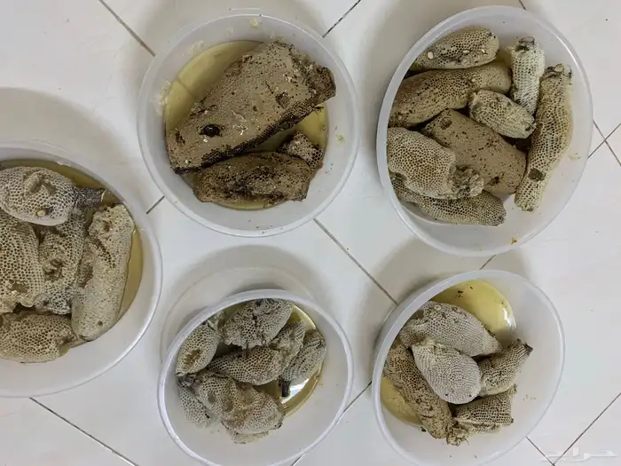 عسل بري (جبلي) 9 كيلو ونص 1