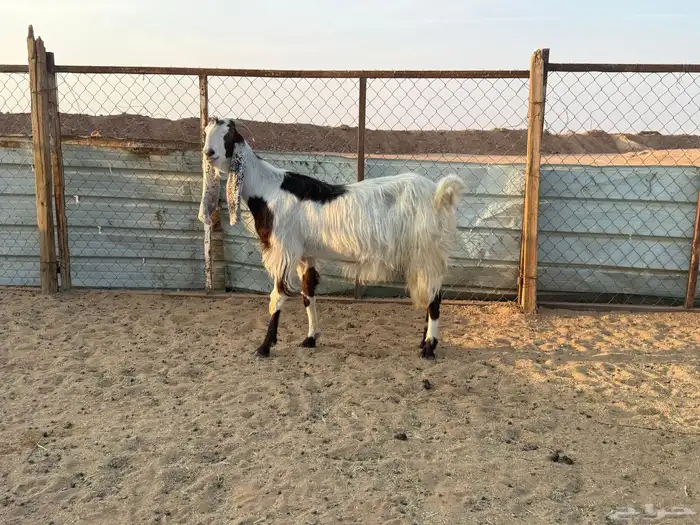 البيع عنز مطورة دافع في الخرج 2