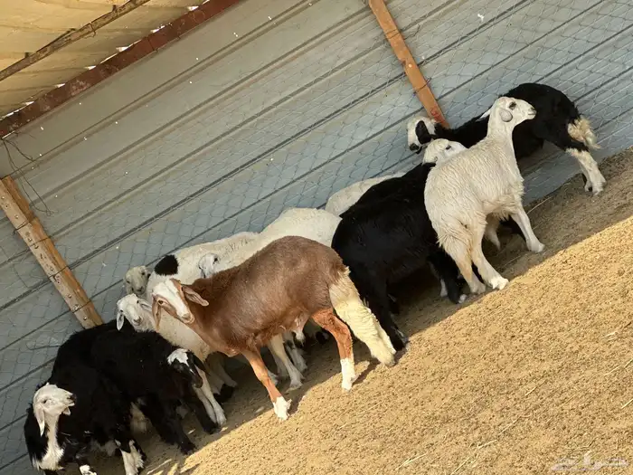 بهم ربط تربيه 3 شهور و4 شهور حريات ونجد مشكل 15 0