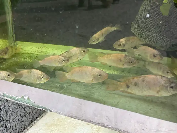 سمك سيكلد افريقي 1