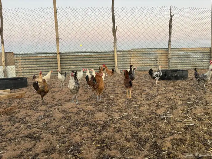 دجاج بشاير العمر من 4 الي خمس تقريبا 2