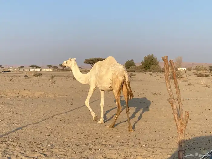 بنت ولد حبيب ملاقي على الساحل منتج 2