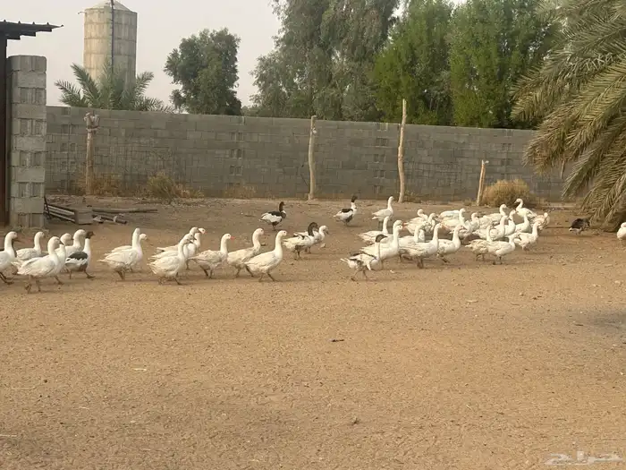 وز بلدي بياض للبيع 2