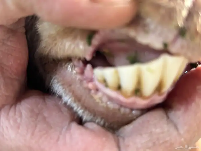 معزا مصريات دفيع 6