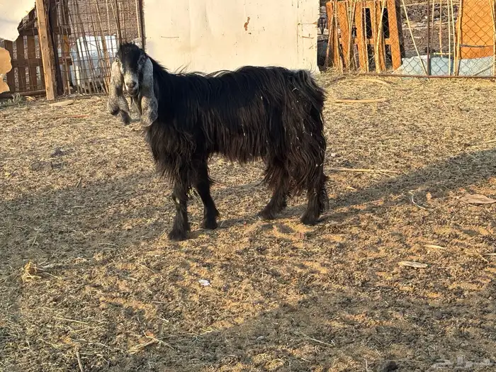 فحل عارضي أجم  مشروط 3