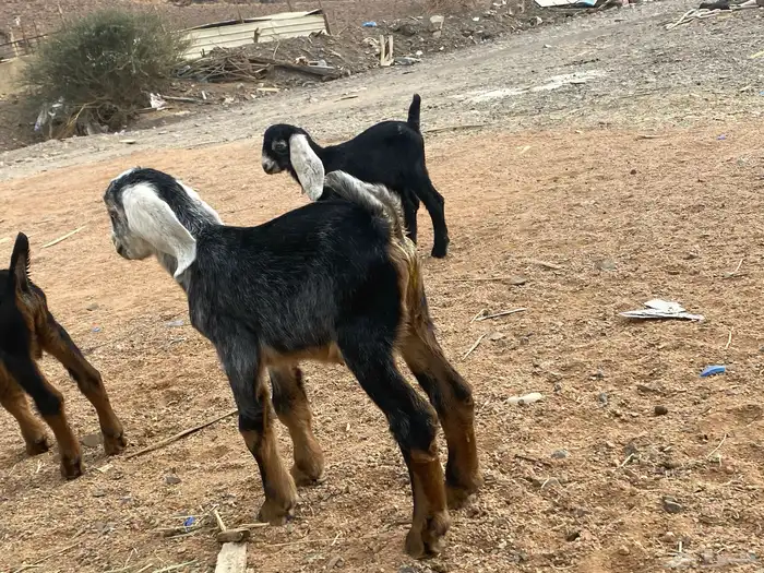 دواغير تيوس عوارض يرضعن من اي شاه 1