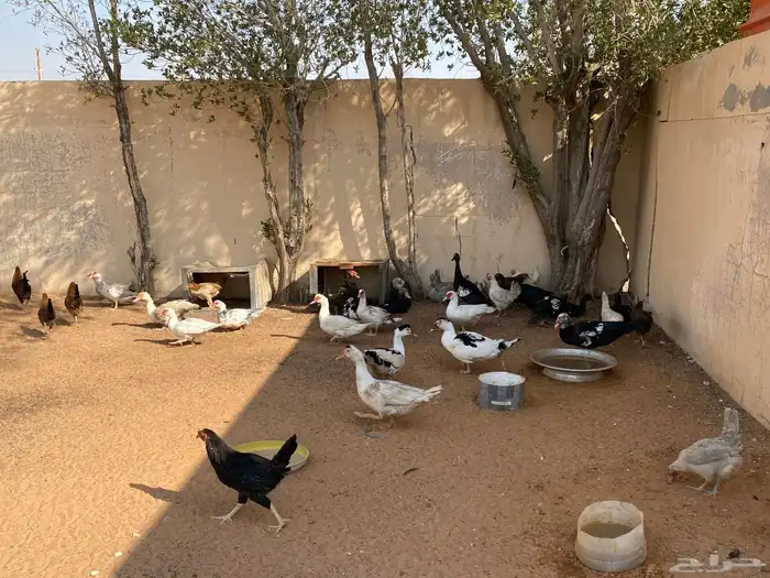 ذكور بط بلدي 3