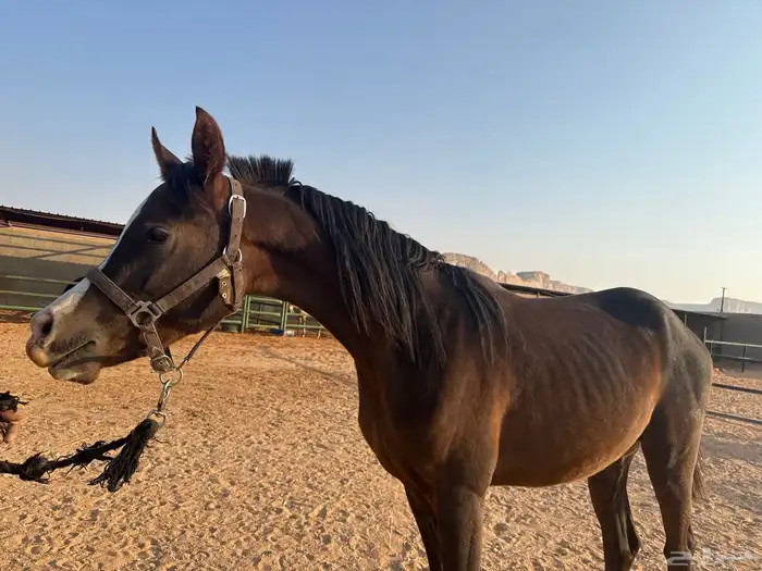 حصان مكس حفيد ابطال 2