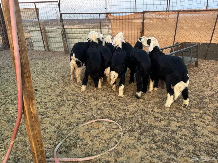 طليان نجد جبر 3