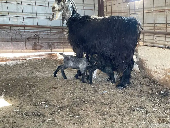 عنز عارضيه متوم بتيس وجفره 1