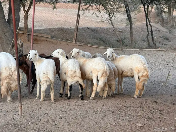 خرفان للبيع 0