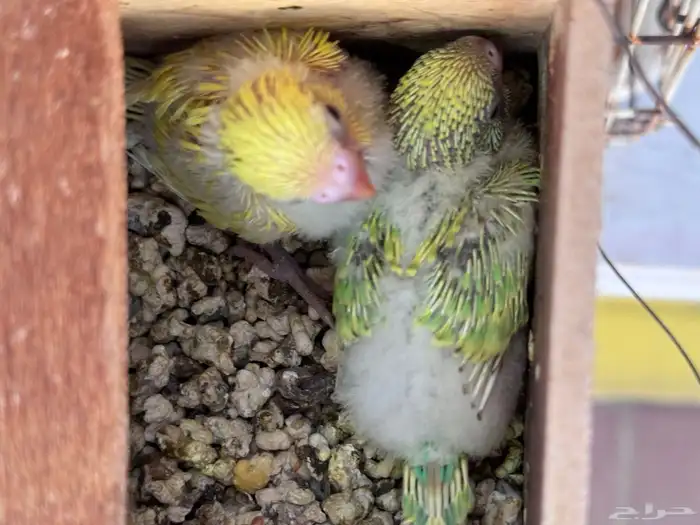 أجواز بادجي هولندي((( بفروخها ))) 4