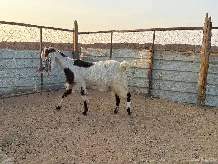 البيع عنز مطورة دافع في الخرج 0