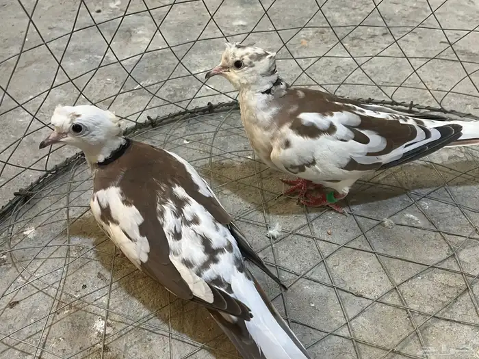 حمام ياكريم جيشي دبل كرست منتج 0