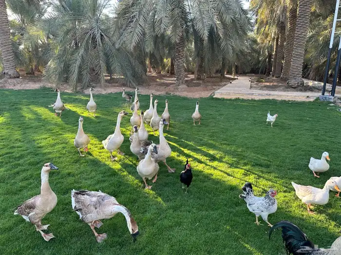 وز عراقي للبيع 0