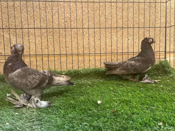 زوج أوزبك براون شيك 0