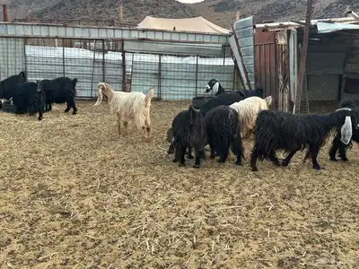 معزى عارضيه index