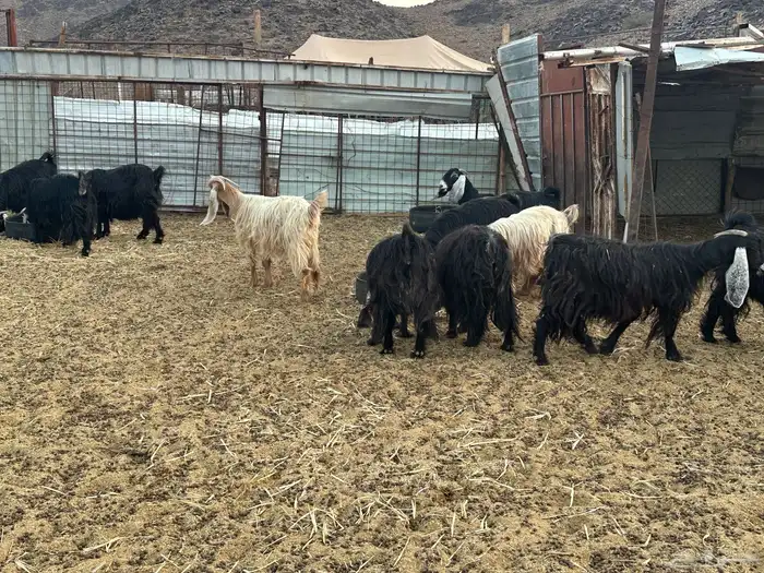 معزى عارضيه 6