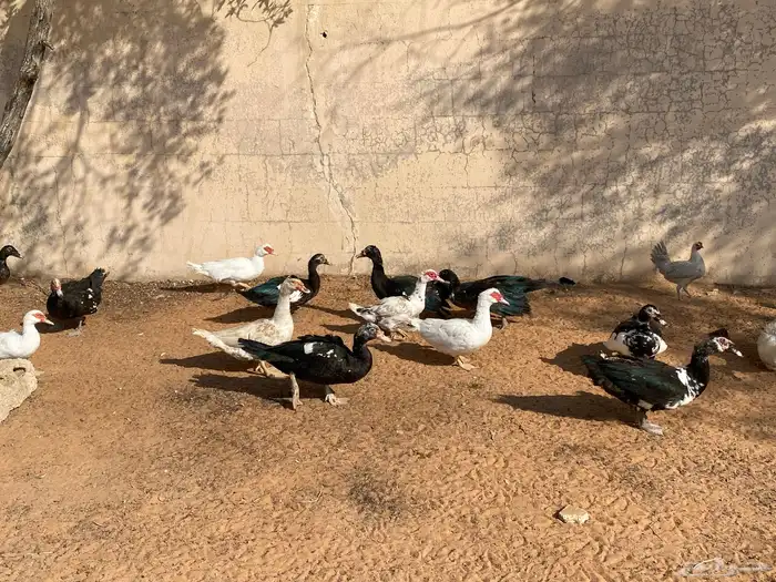 ذكور بط بلدي 0