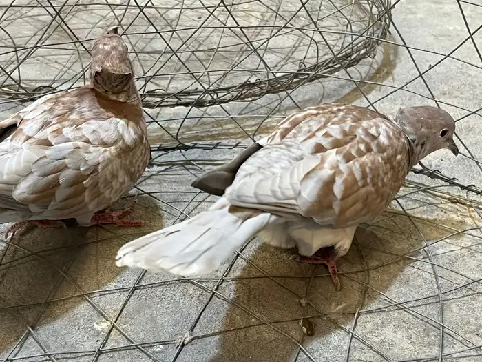 جوز قرزل مع انتاجه 2