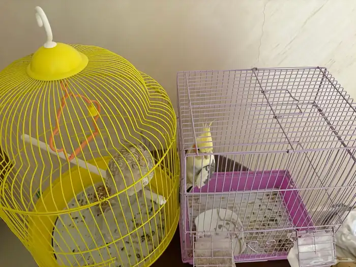 كروان للبيع 8