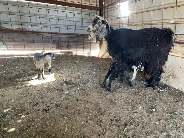 عنز عارضيه متوم بتيس وجفره 2