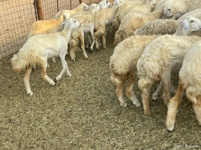 رخال فواخر. 14