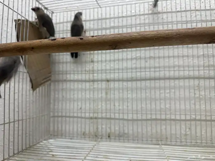 اربعه اجواز جاوا منتجه بالعشه كامله 7