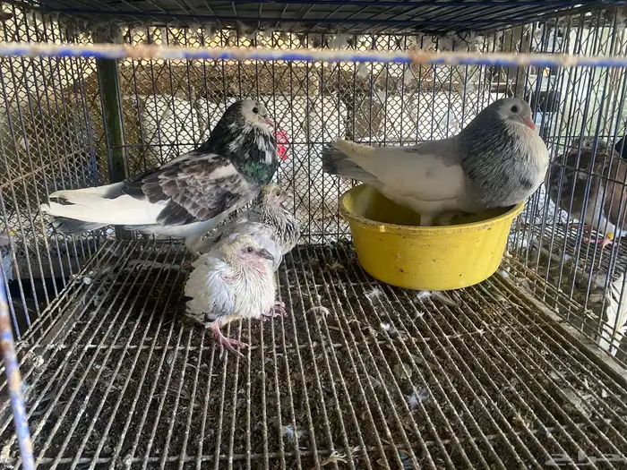 حمام الإسباني 0