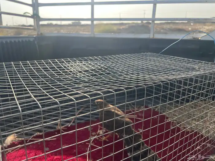 للبيع صقر الباشق 2